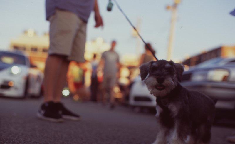 And yes, dogs are welcome too. Bring dogs.